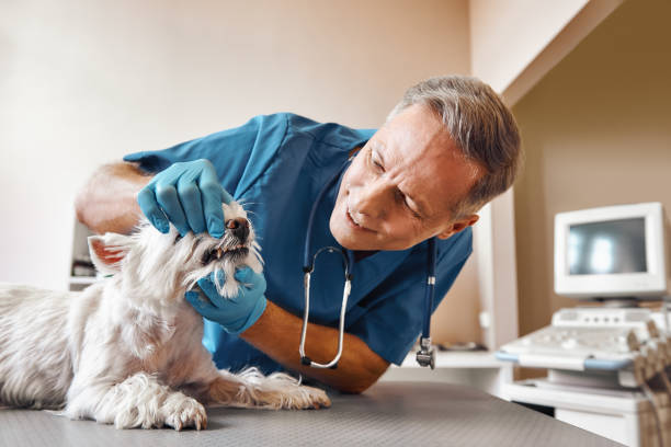 Best Emergency Dentist for Special Needs Patients in Baldwin, PA
